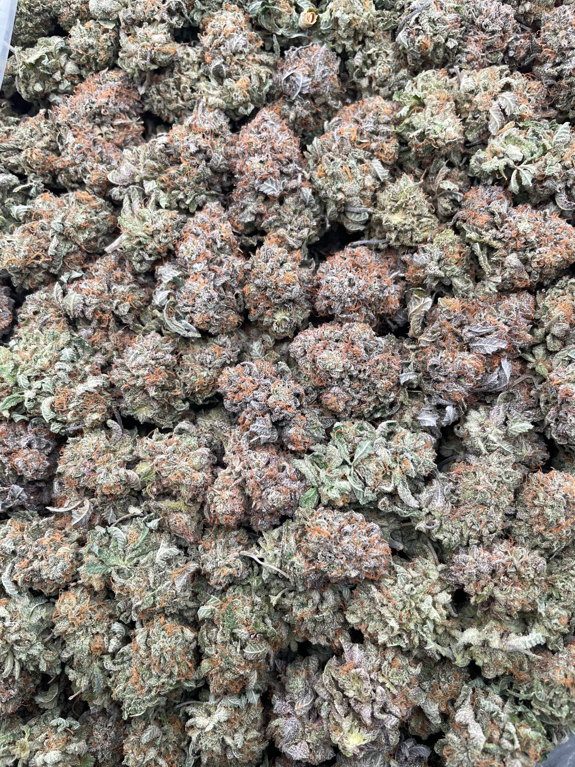 #G24A Triple Platinum (INDOOR)
