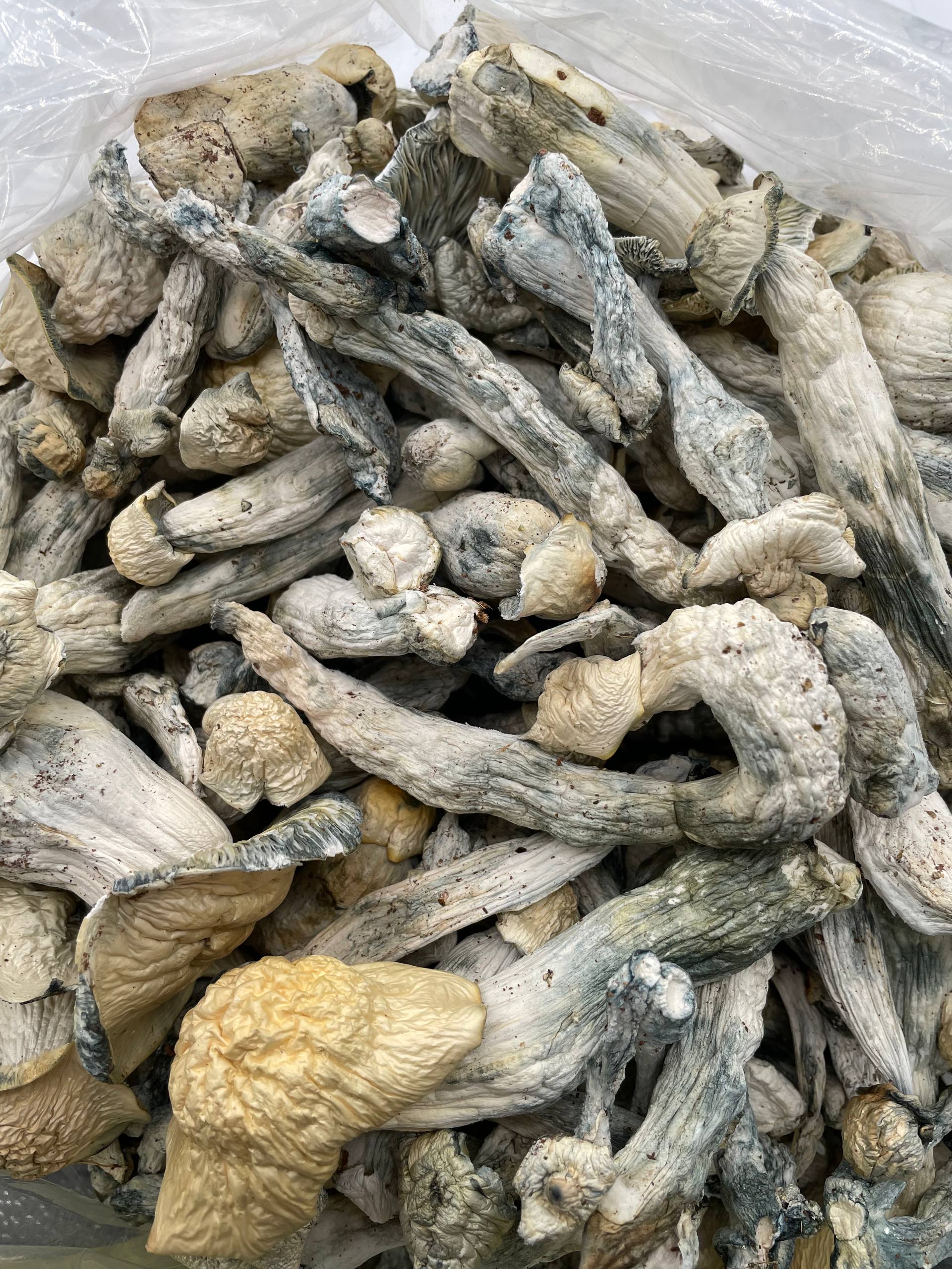 #R34T Albino Penis Envy (SHROOMS)