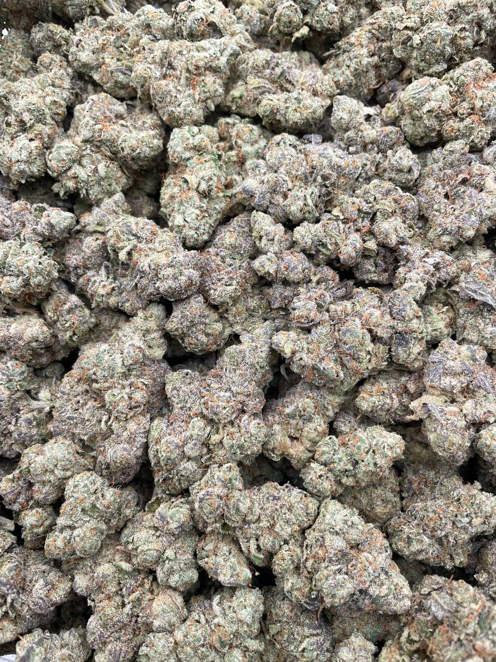 #L34C LA Rock Candy (INDOOR)
