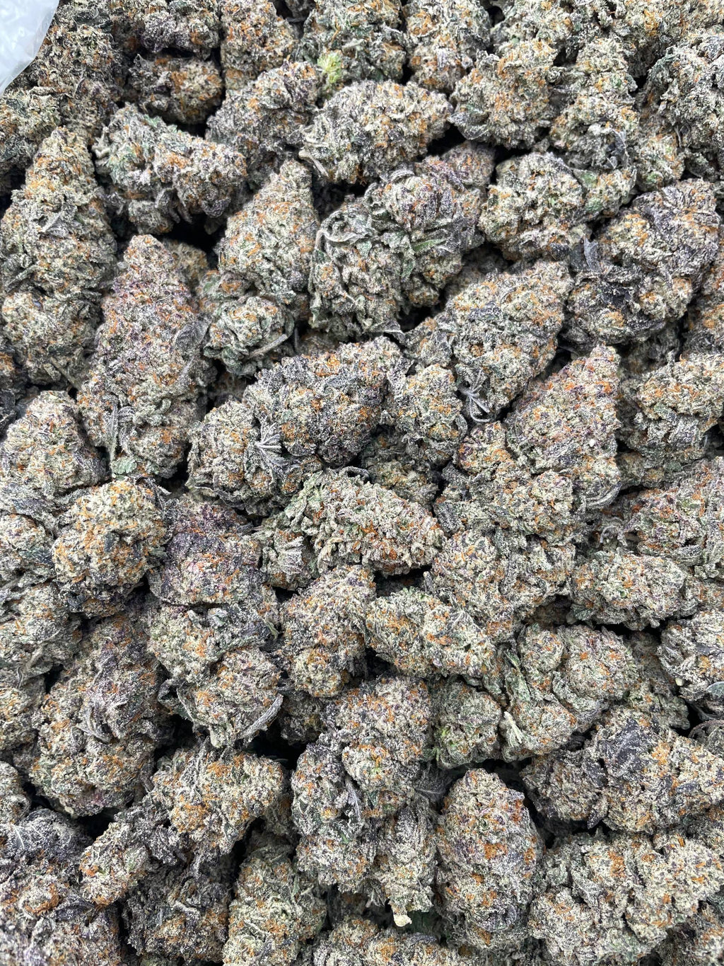#L35A Top Hat Trufflez (INDOOR)