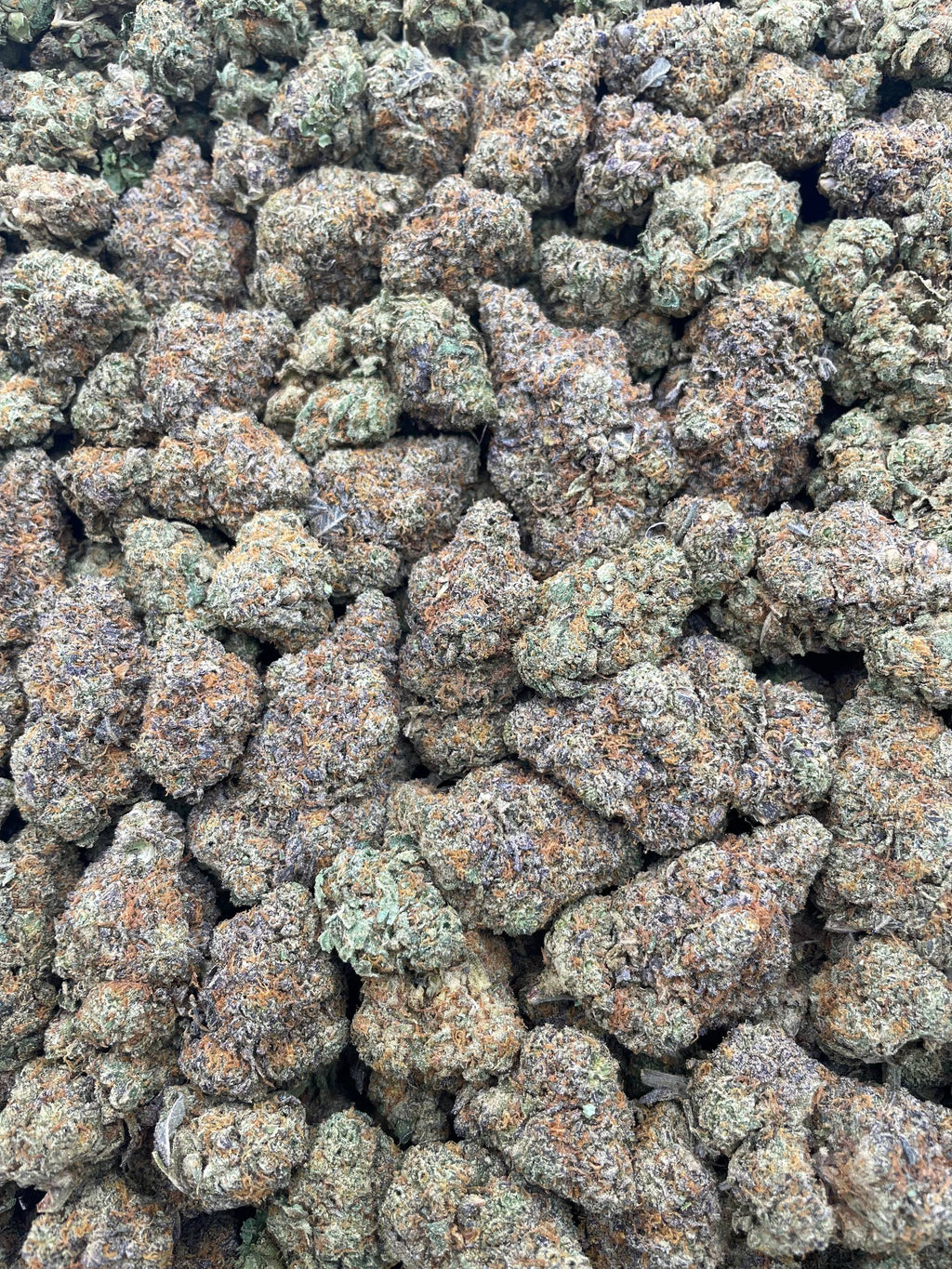 #E38B Skittles (INDOOR) (SEEDED)