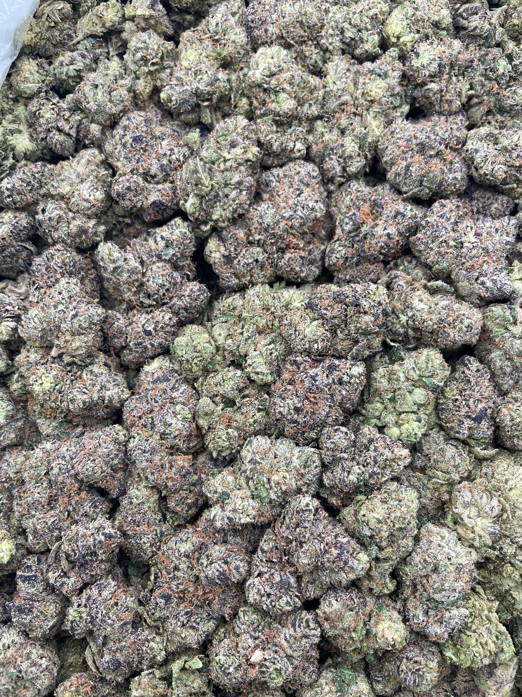 #F9A Gumbolatto (INDOOR)