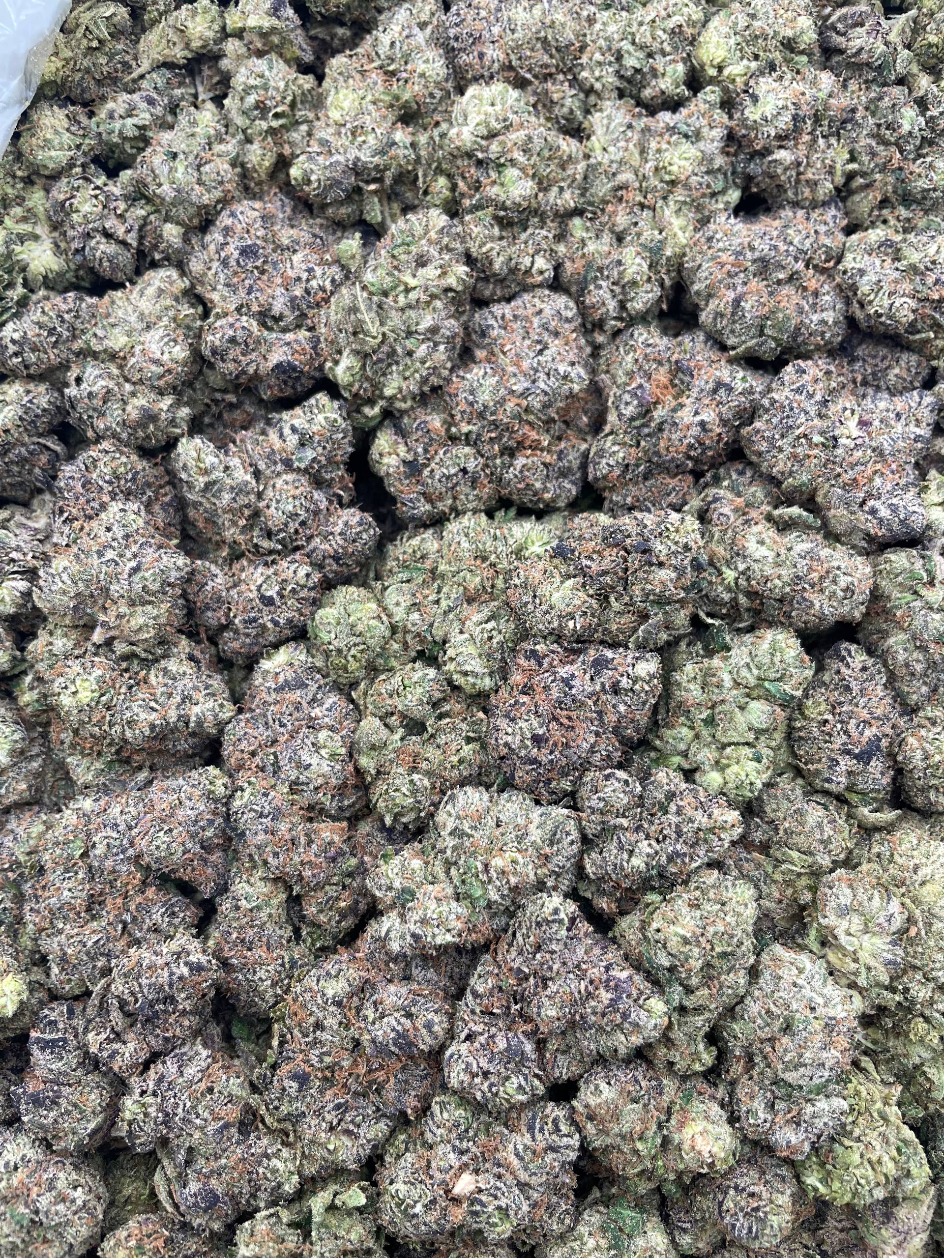 #F9A Gumbolatto (INDOOR)