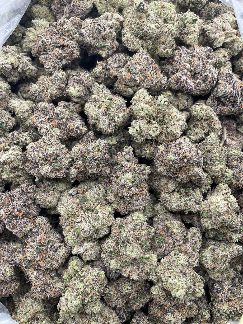 #R56X OG Kush x G13 (EXOTIC)