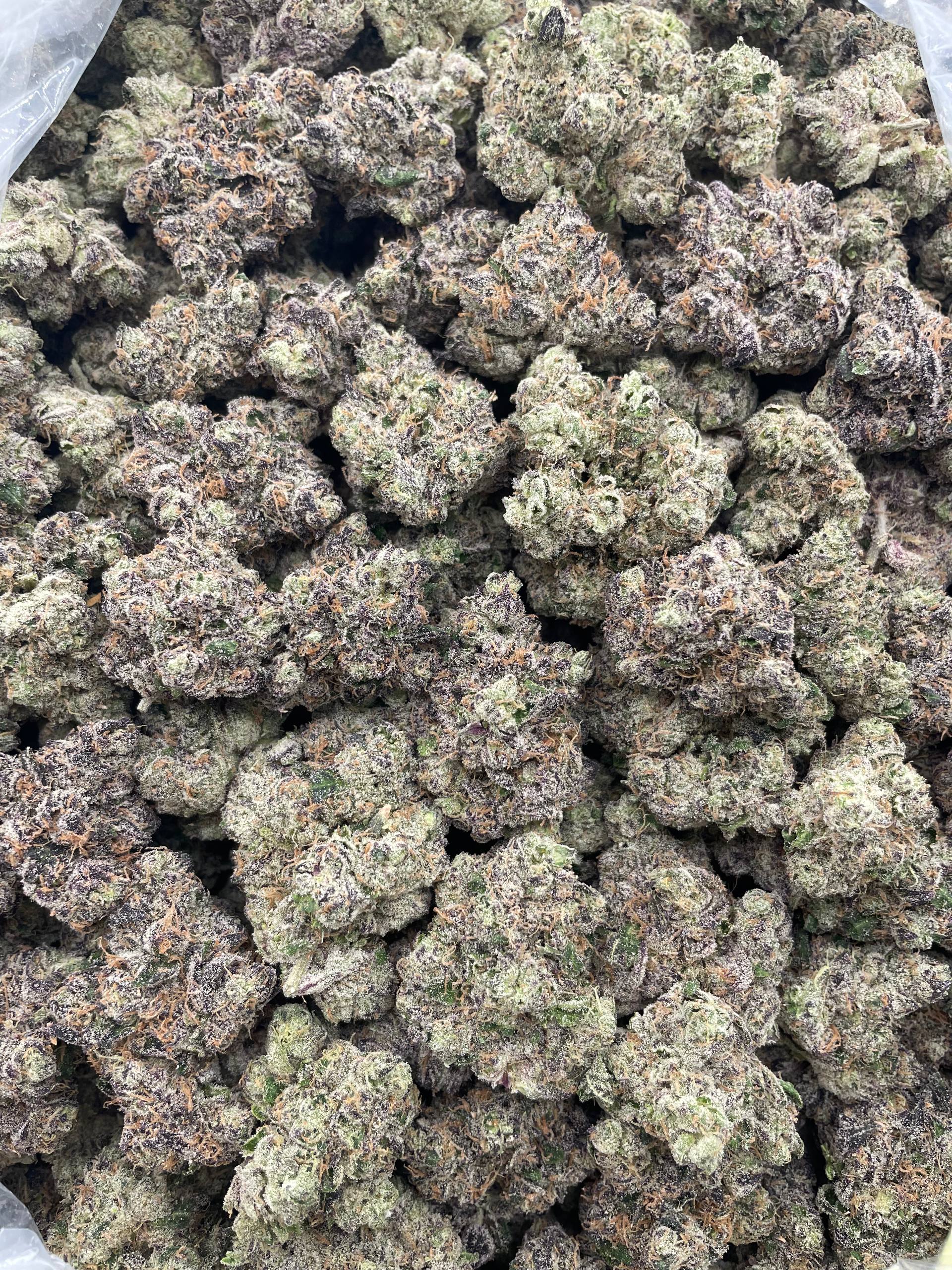 #R56X OG Kush x G13 (EXOTIC)