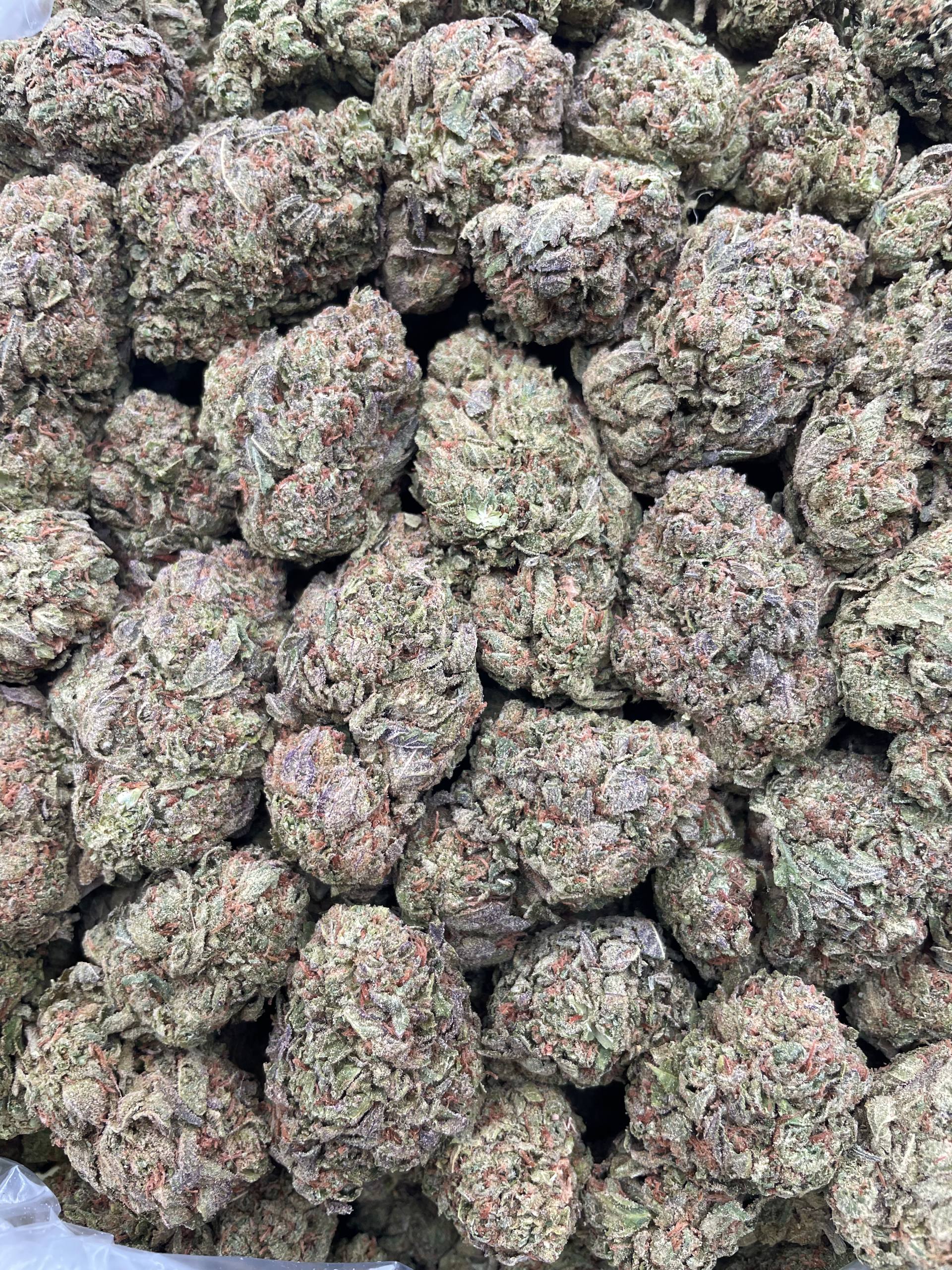 #F2C Orange Bang (MIXED LIGHT) (LIGHTLY SEEDED)