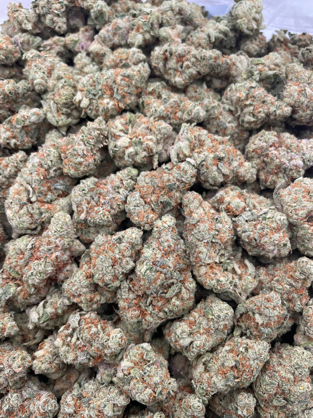 #G14C Papaya Punch (INDOOR)
