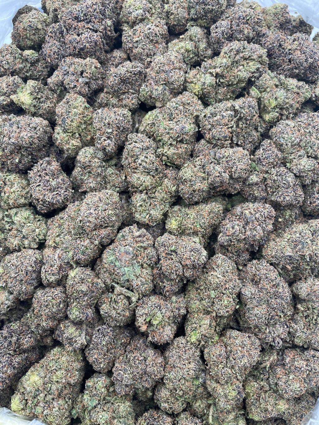 #F29C Candyland (INDOOR)