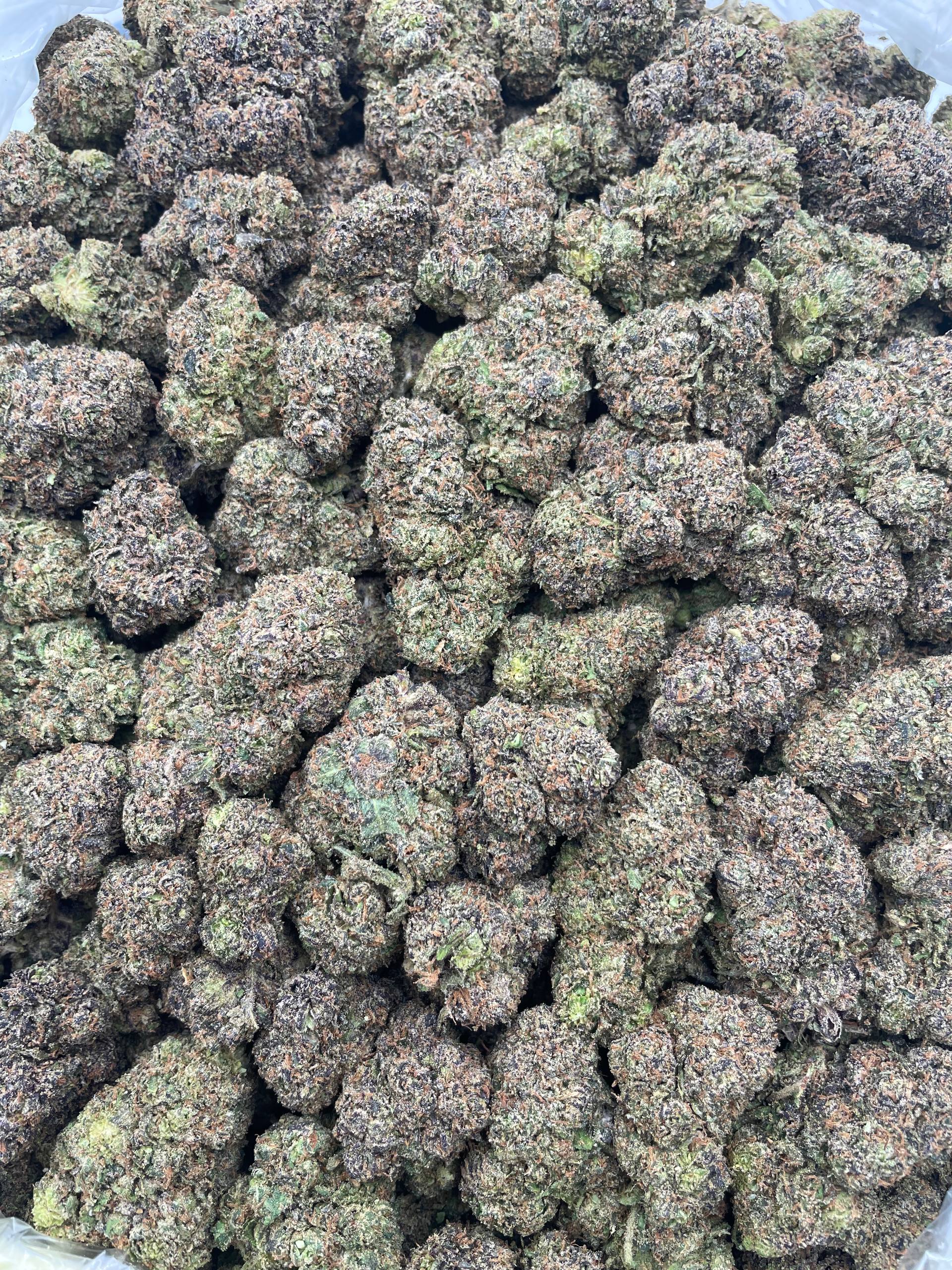 #F29C Candyland (INDOOR)