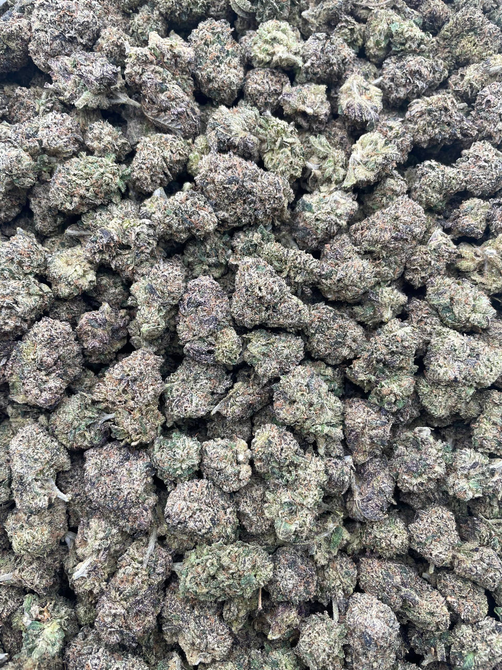 #E4C Baja Blast (INDOOR)