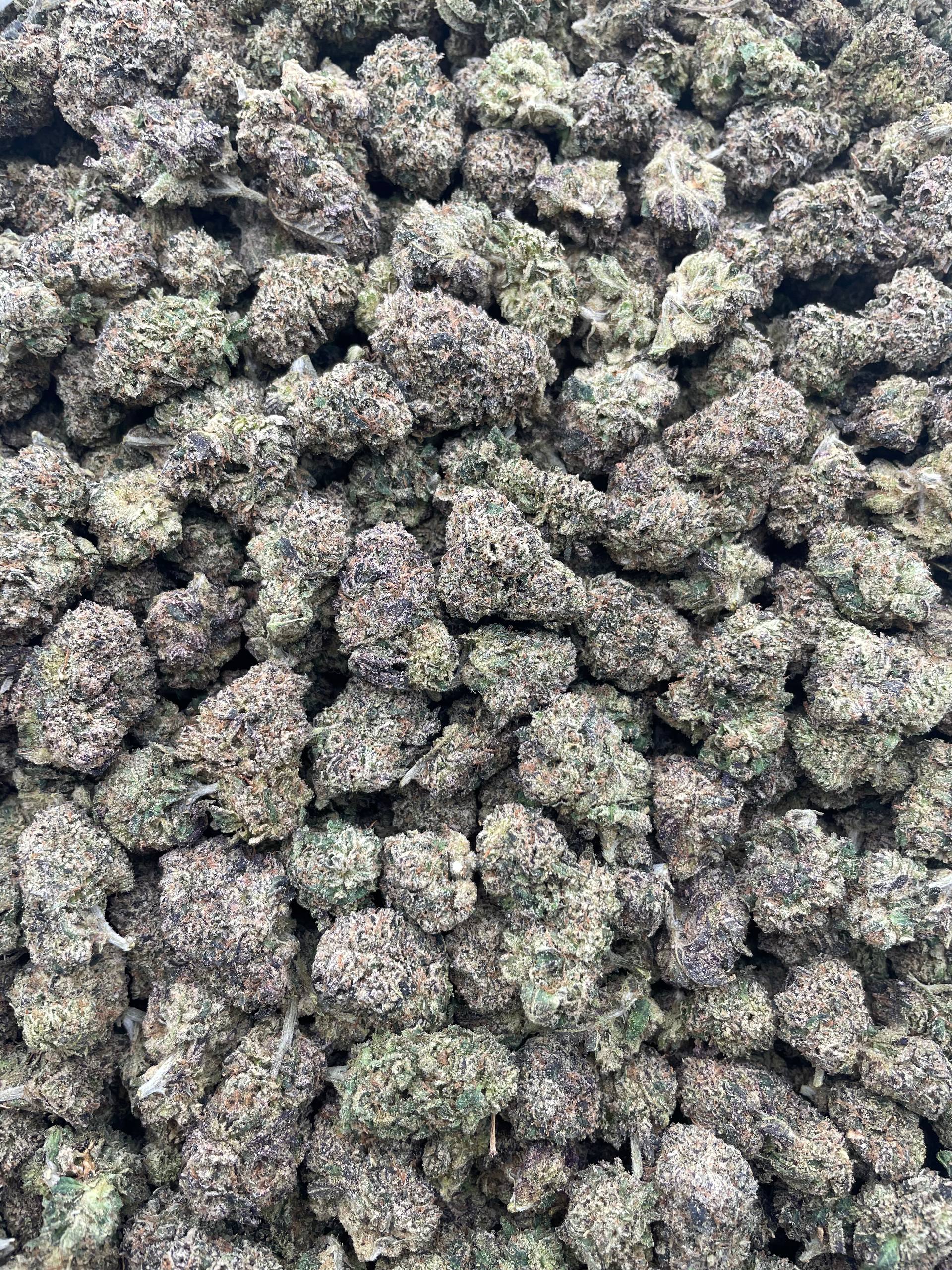 #E4C Baja Blast (INDOOR)