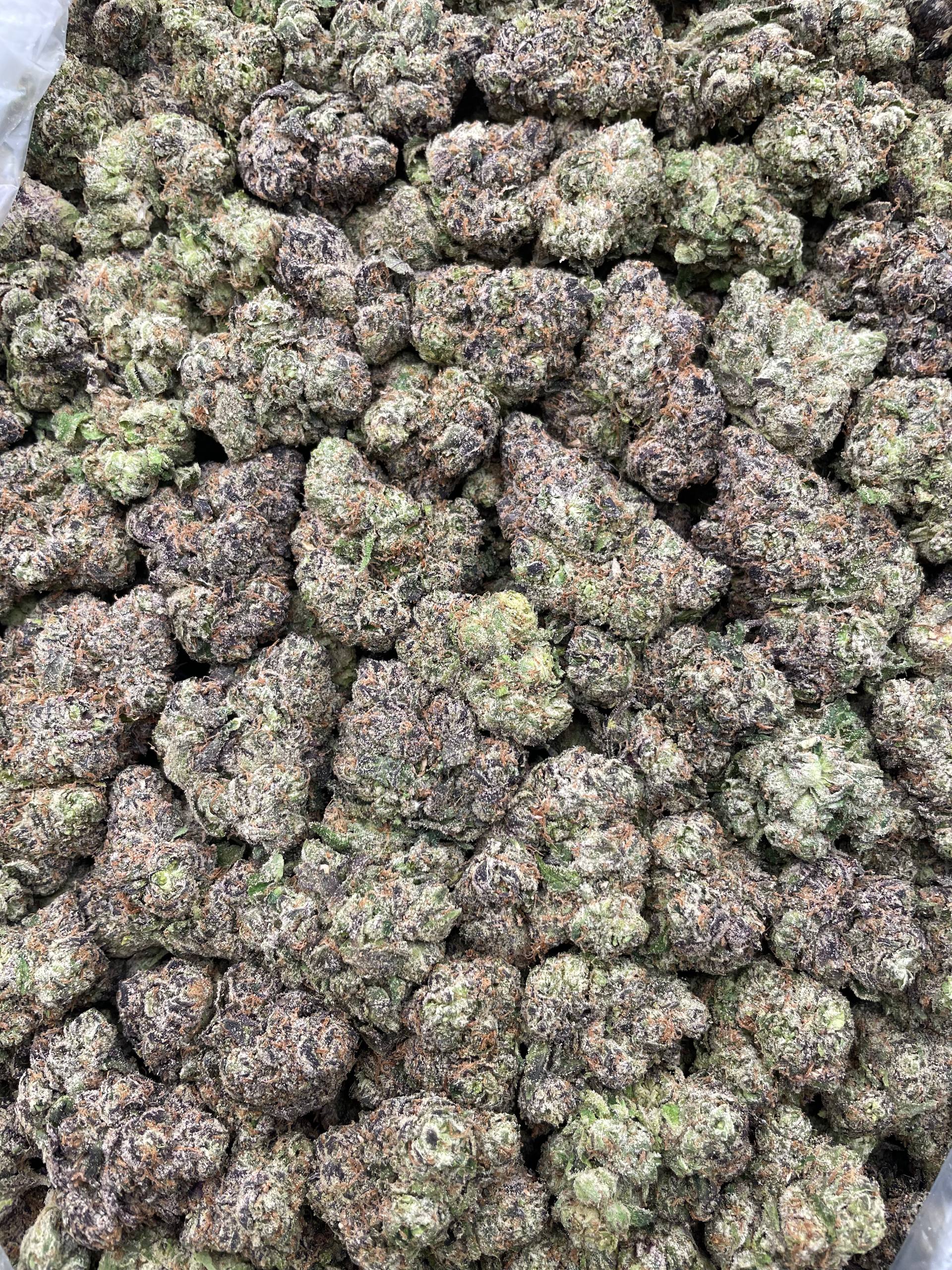 #H4B Blue Candy (INDOOR)
