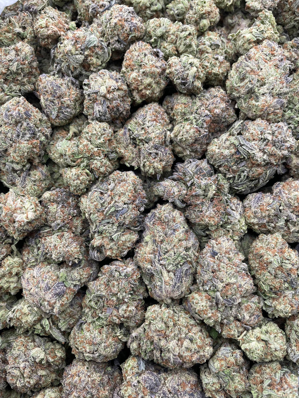 #L17B Jelly Donut (MIXED LIGHT)