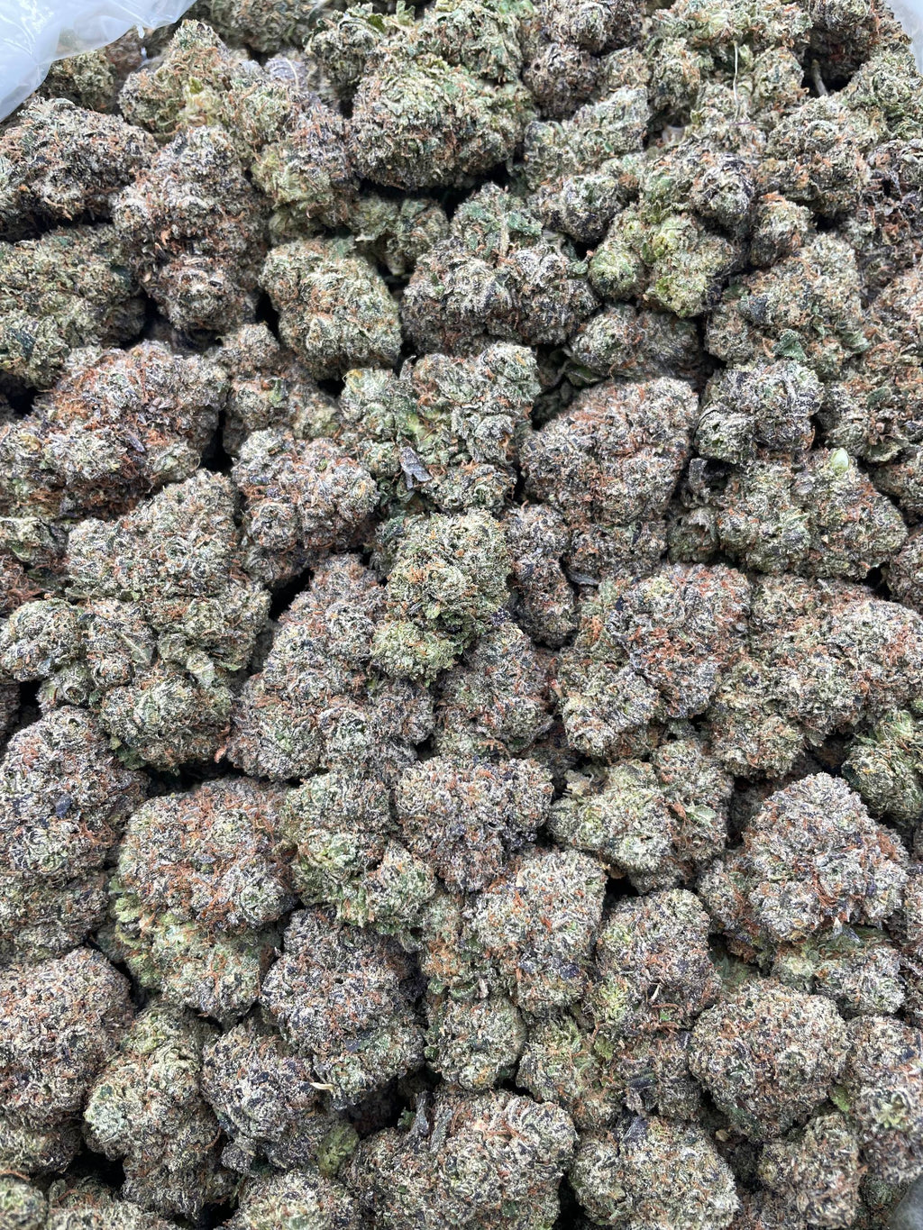 #H32A Cotton Candy (INDOOR)