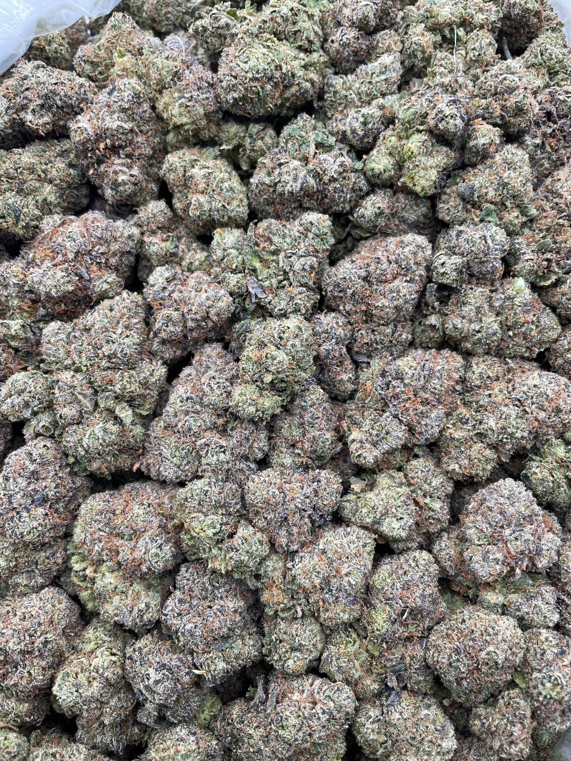 #H32A Cotton Candy (INDOOR)