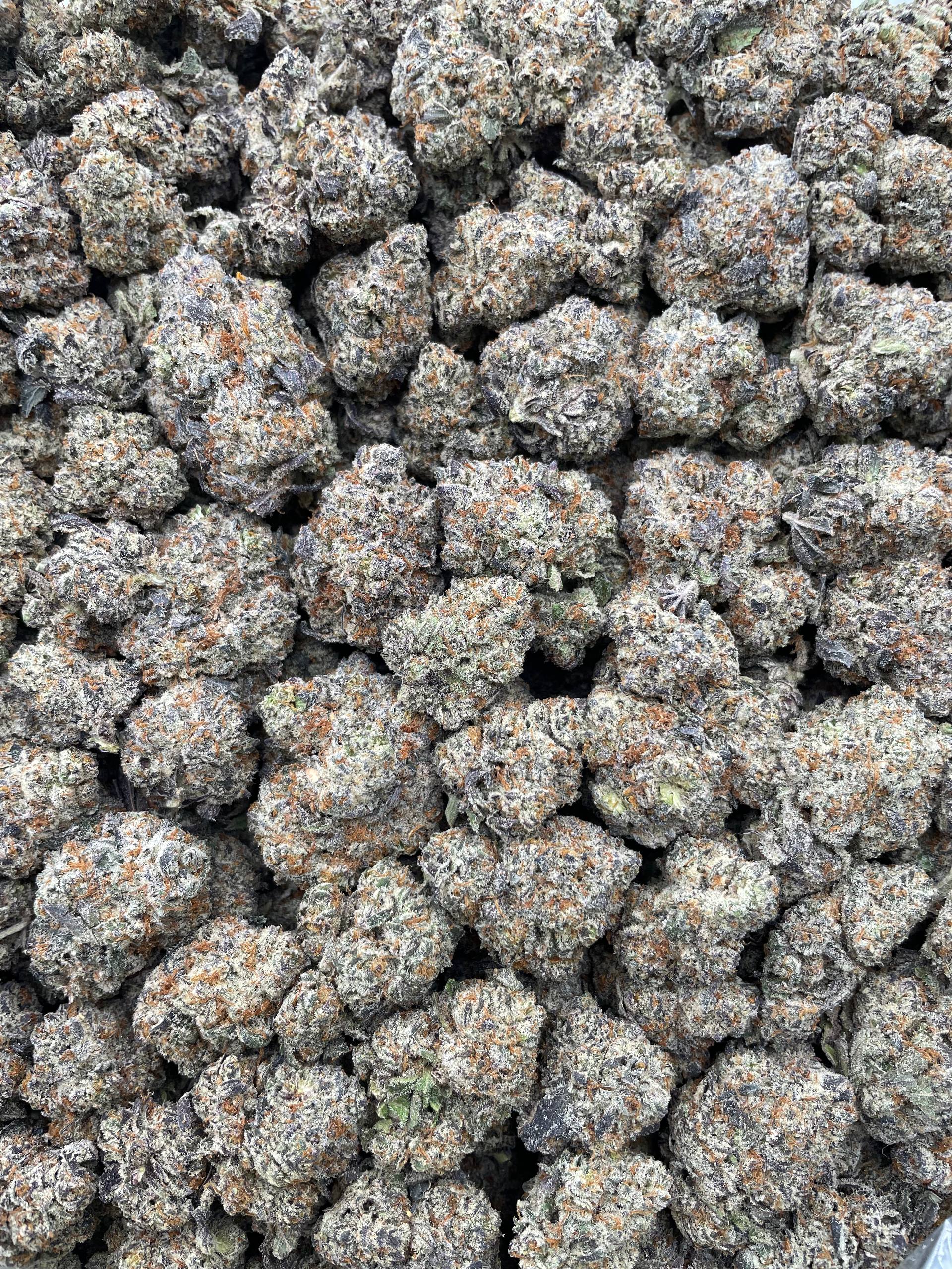 #H33C Black Trufflez (INDOOR)