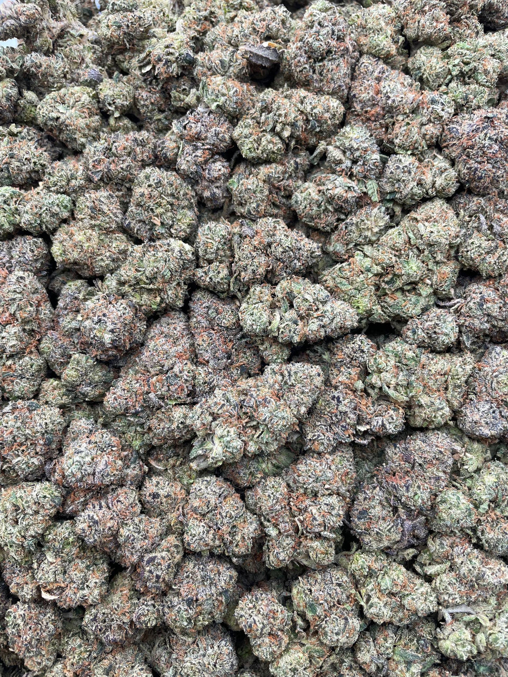 #H21C Sour Slyme (INDOOR)