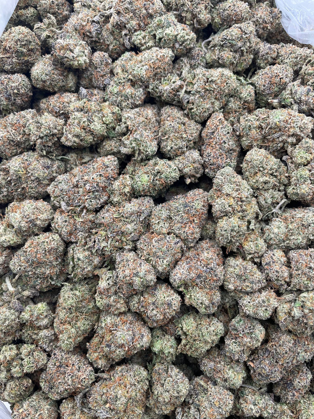 #L36B Laffy Taffy (INDOOR)
