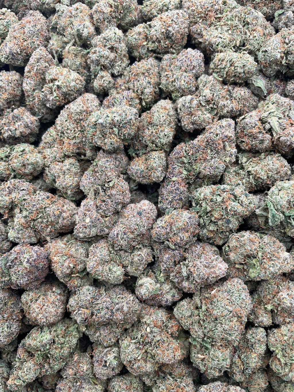 #G33B Gumbotron (INDOOR) (LICENSED)