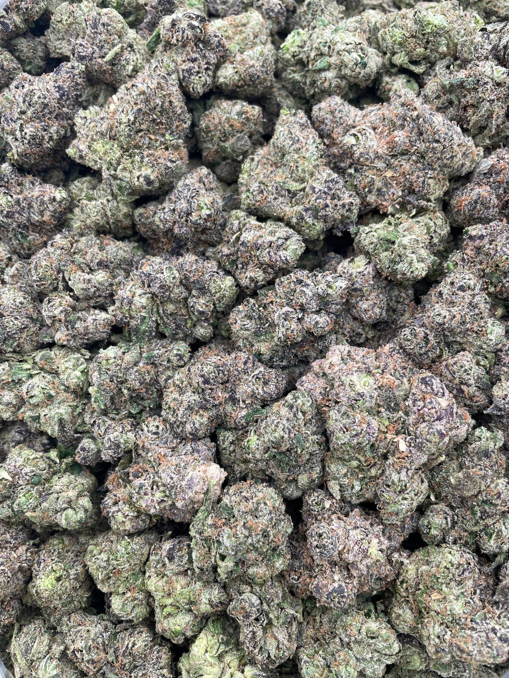 #G21A Watermelon Bubblegum (INDOOR) (LICENSED)