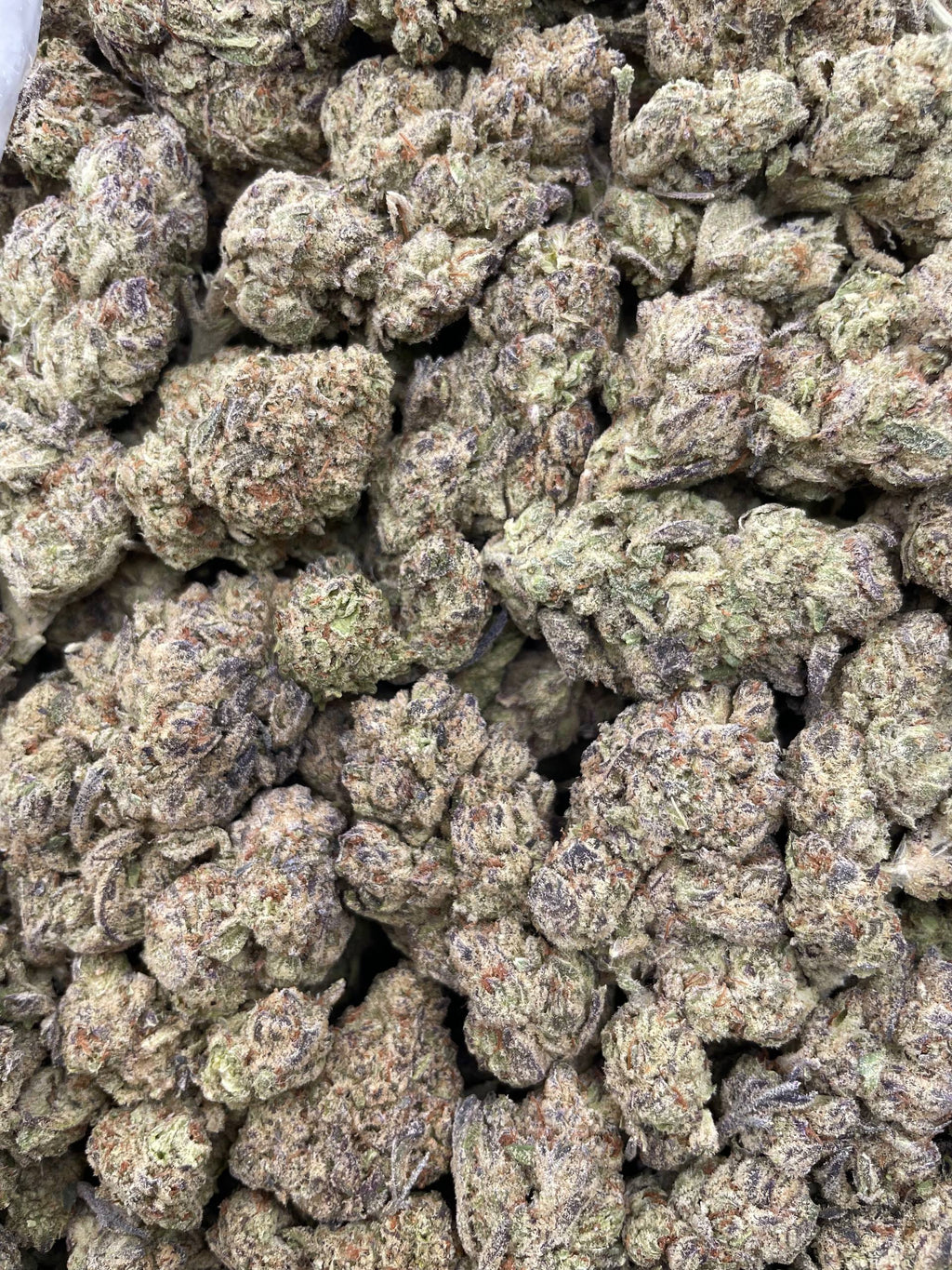 #E11A Frosty The Snowman (MIXED LIGHT)