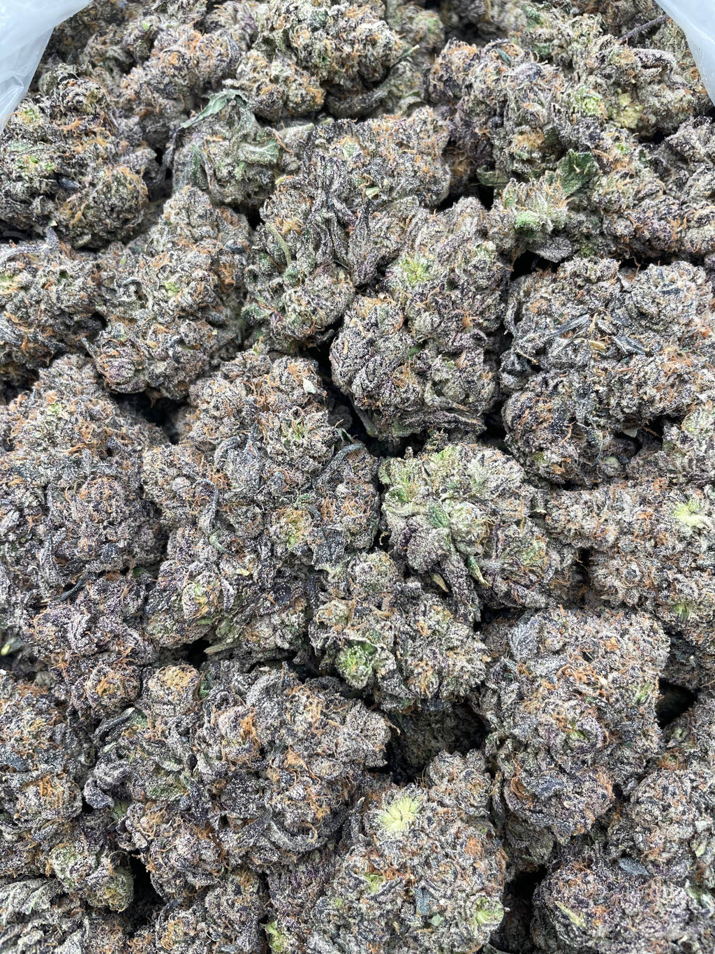#F40A Godzilla Purple Flames (INDOOR) (LICENSED) (ORGANIC)