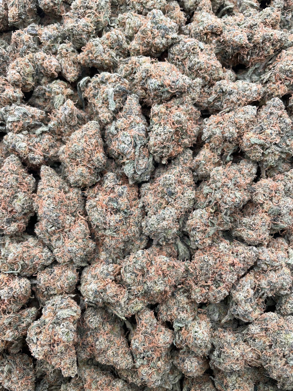 #G8C Pineapple Mimosa (INDOOR)