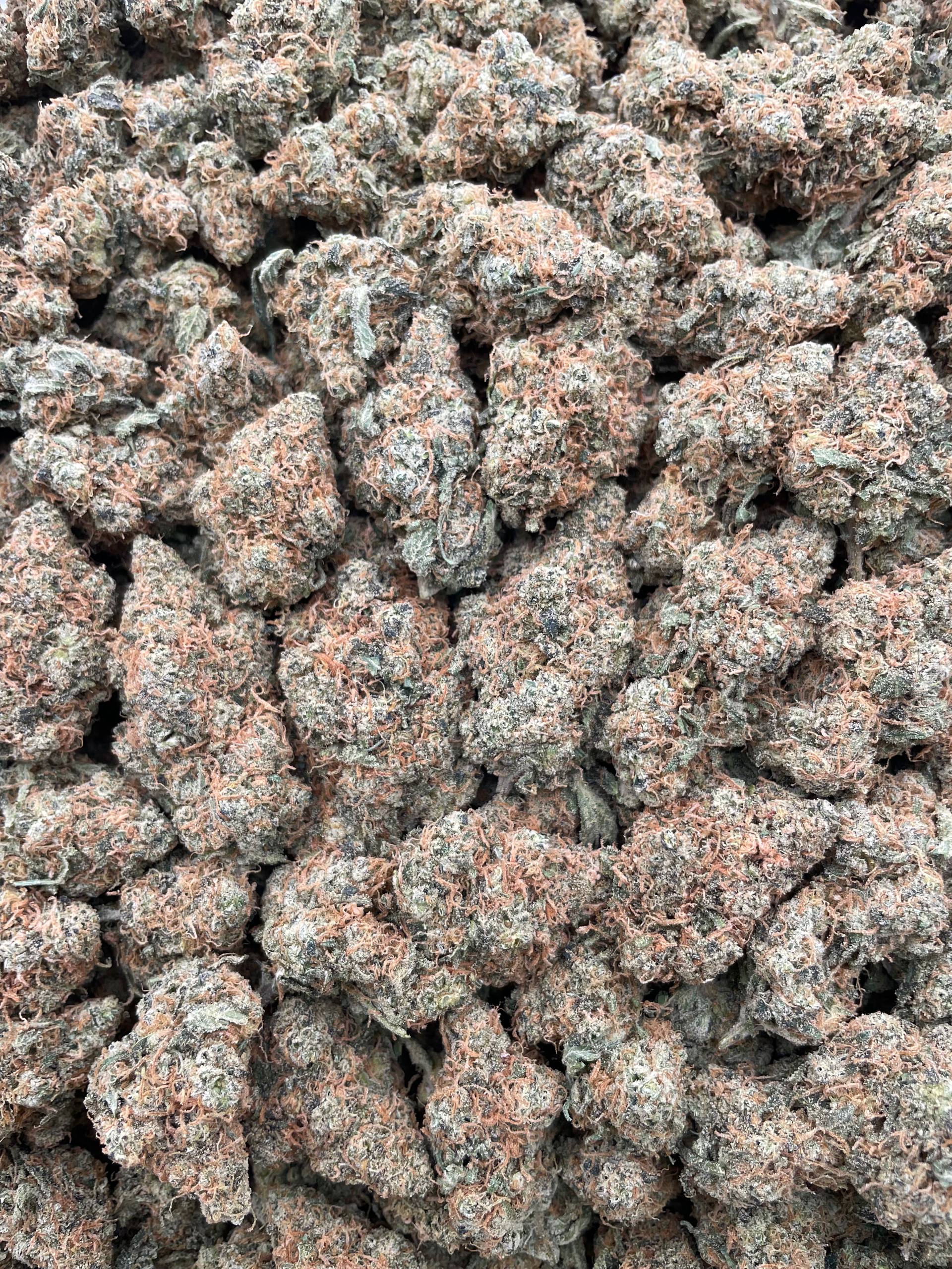 #G8C Pineapple Mimosa (INDOOR)