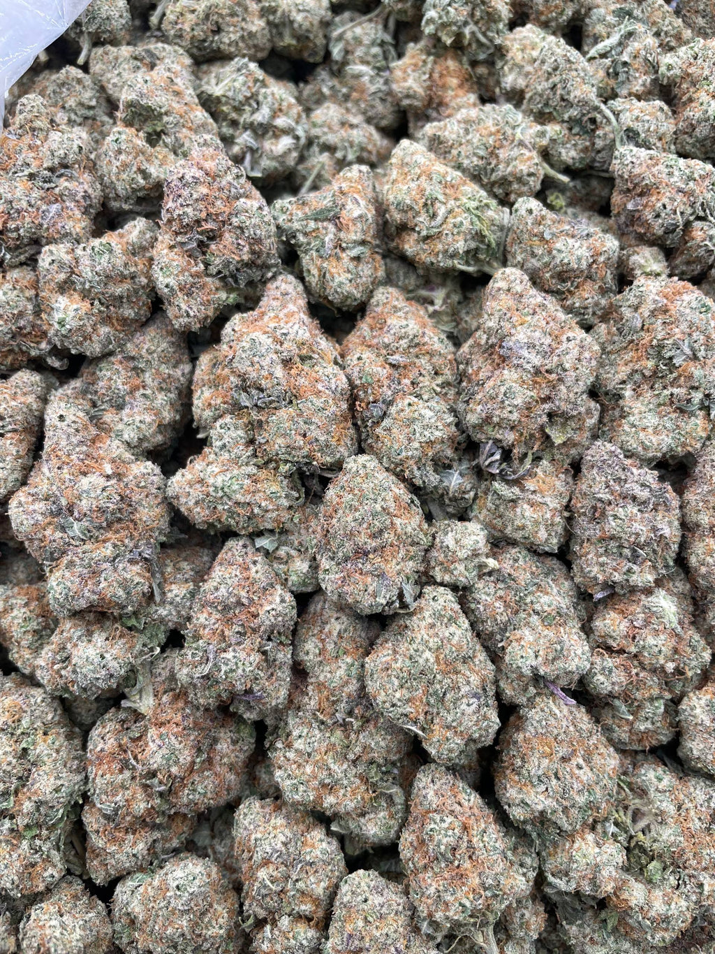 #L25C Alien Mac (INDOOR)