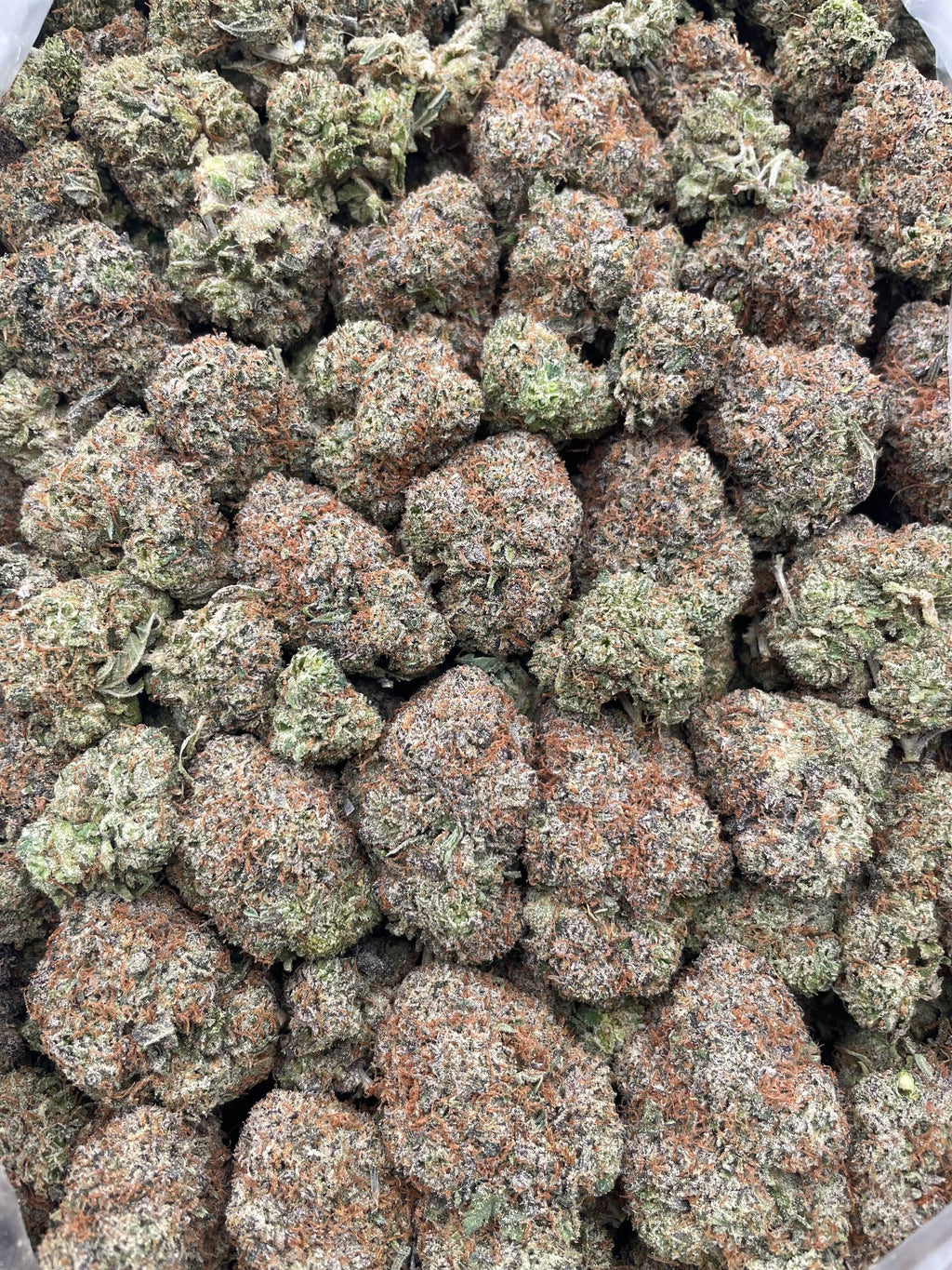 #L32B Black Cherry Gelato (INDOOR)