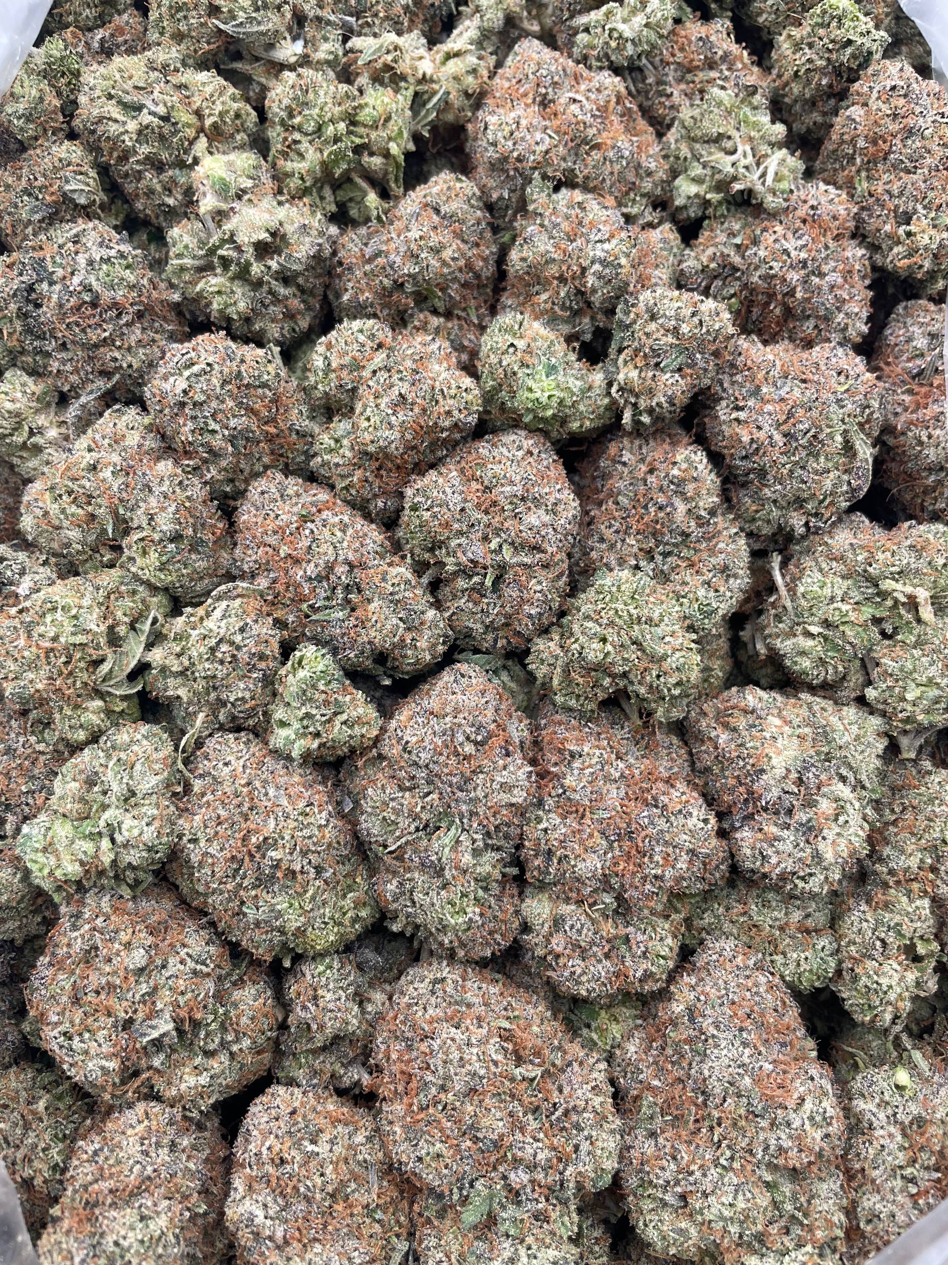 #L32B Black Cherry Gelato (INDOOR)