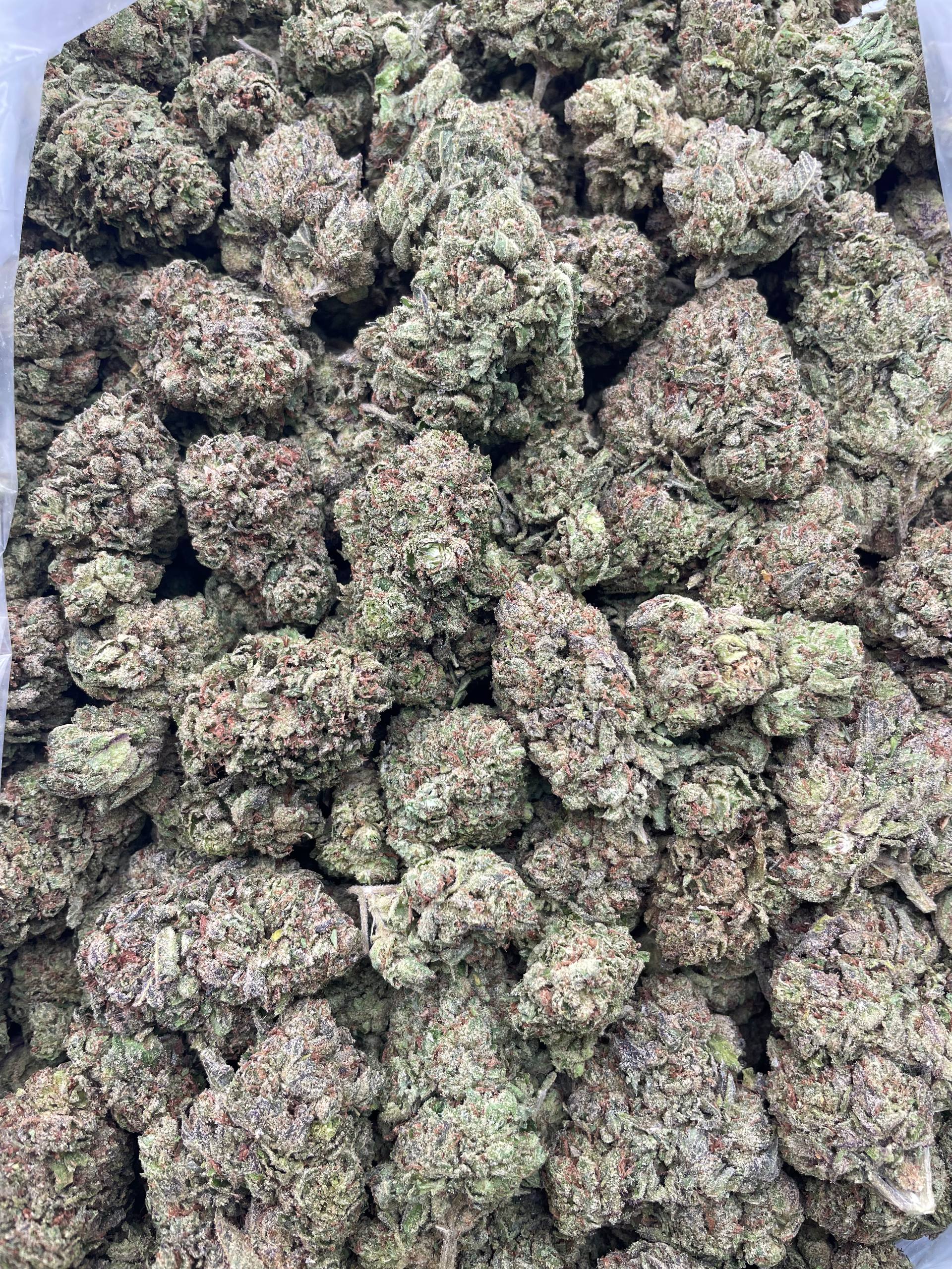 #G13A Mystery Airhead (MIXED LIGHT)