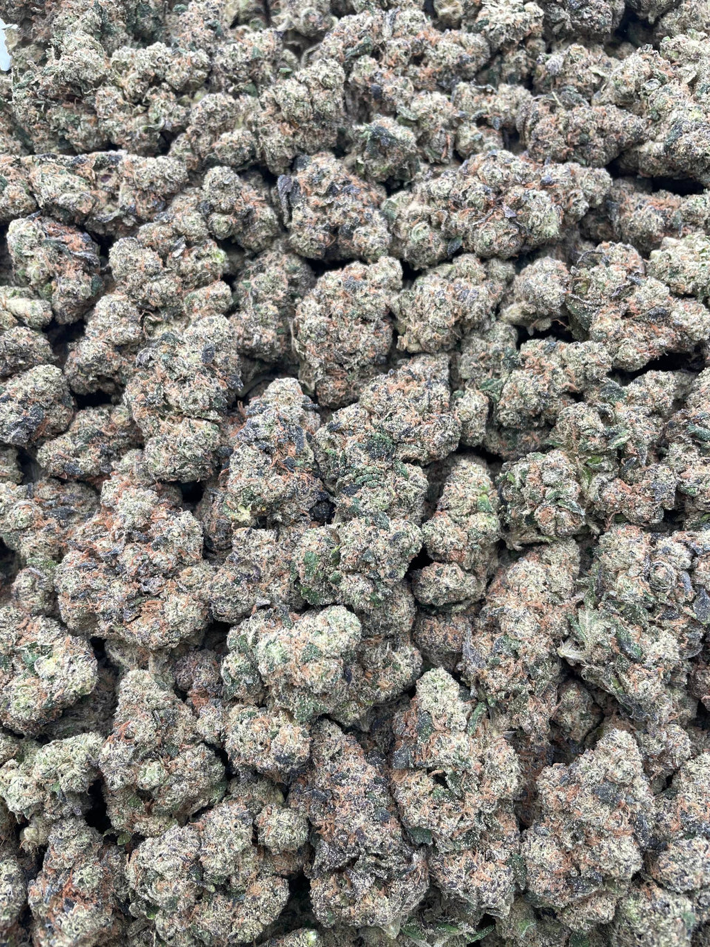 #H40A Garlic Bomb (INDOOR)