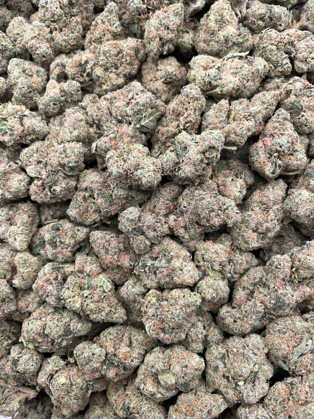#G28C Sunset Gelato (INDOOR)