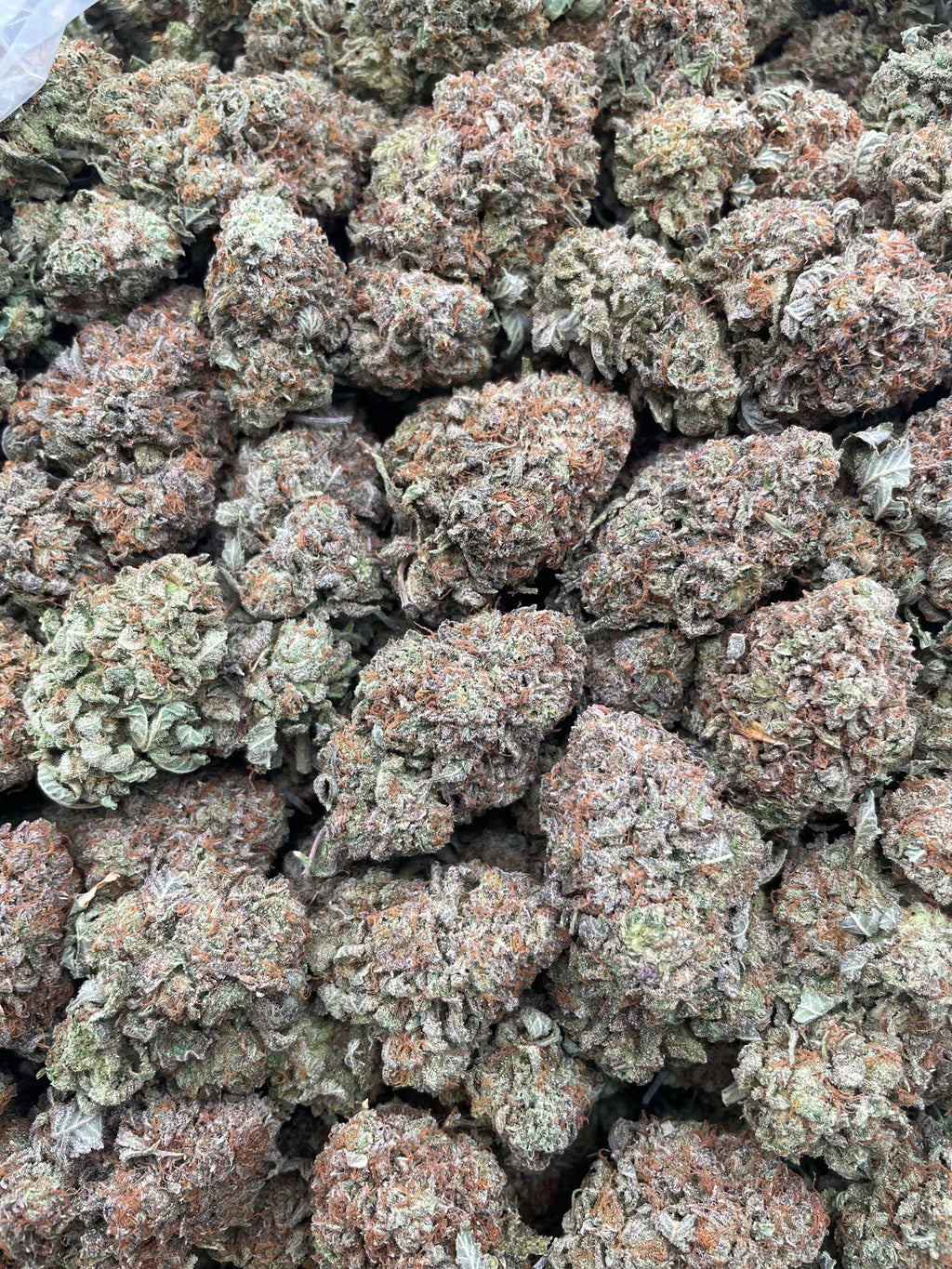 #G40A Purple Platinum (INDOOR)