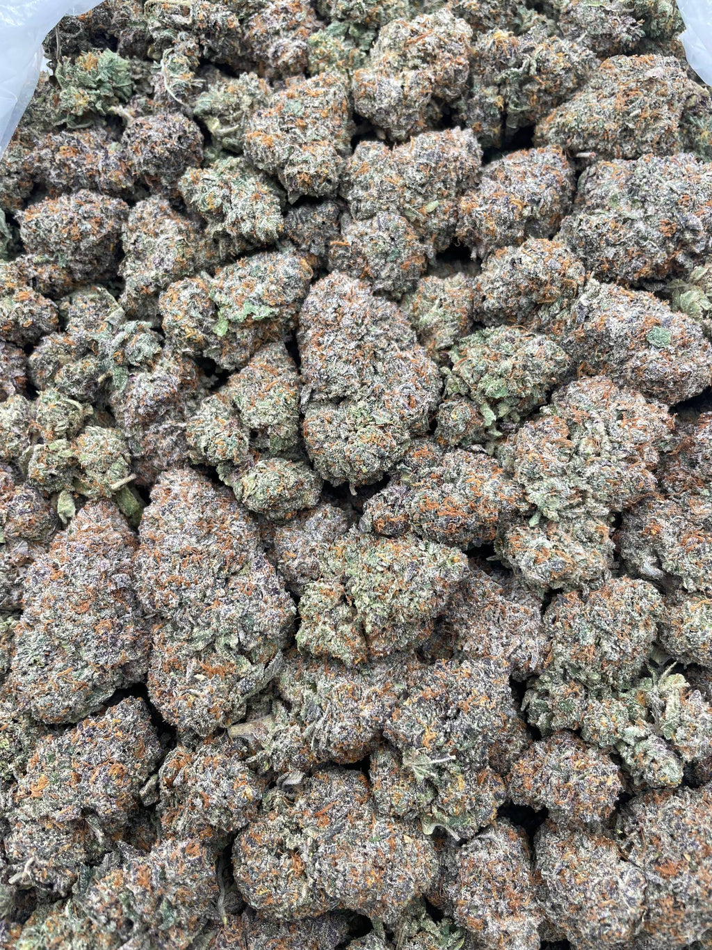 #H9B Oreo Runtz (INDOOR)