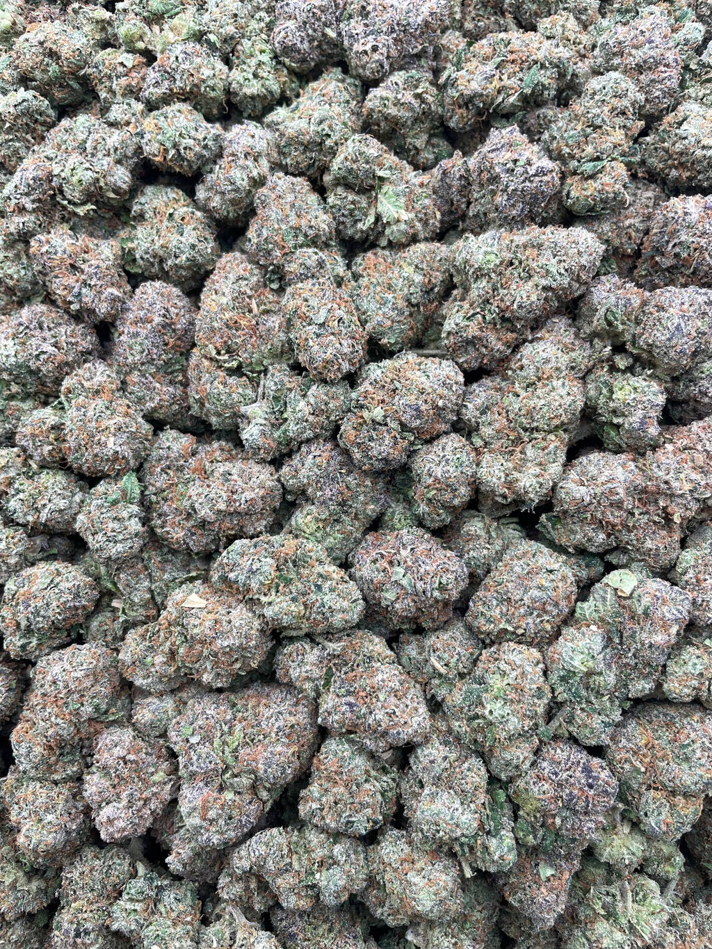 #H5A Cap Junky X Lemom Cherry Gelato (INDOOR) (LICENSED)