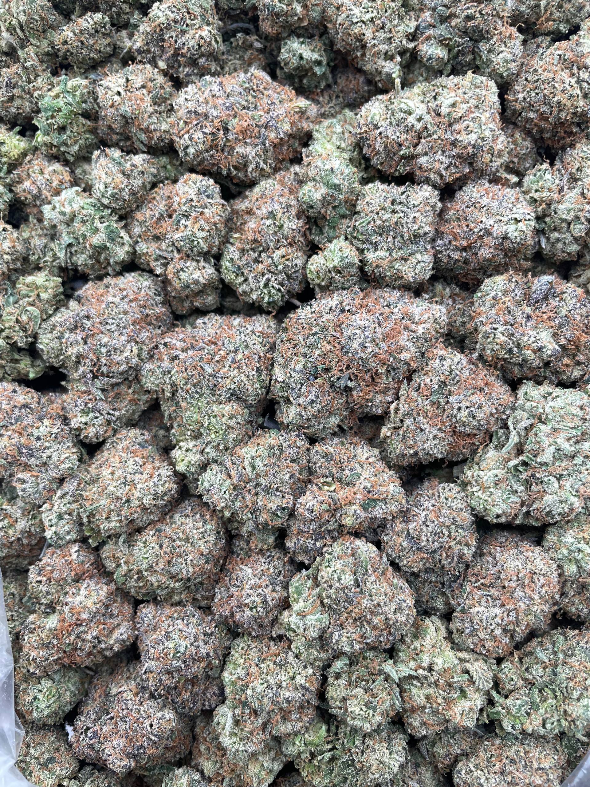 #H22B Cherry Zoda (INDOOR) (LICENSED)