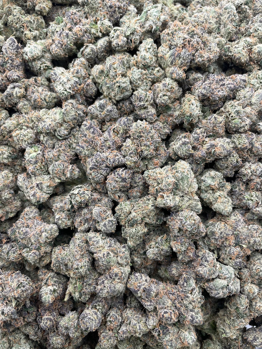 #H10C Blunt O Clock (EXOTIC)