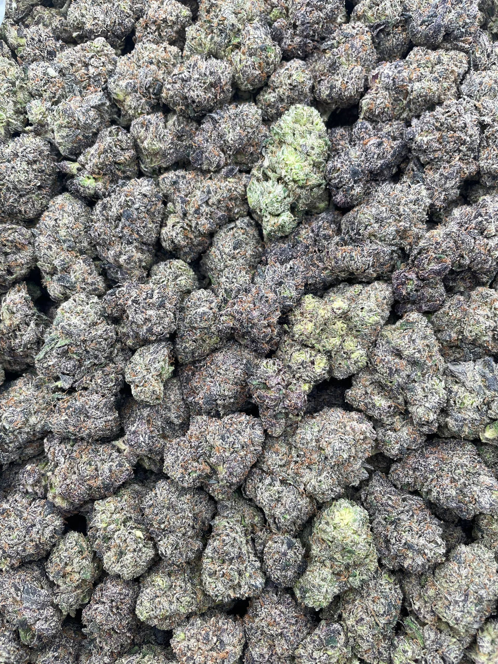 #G31C Fabuloso (INDOOR) (LICENSED)