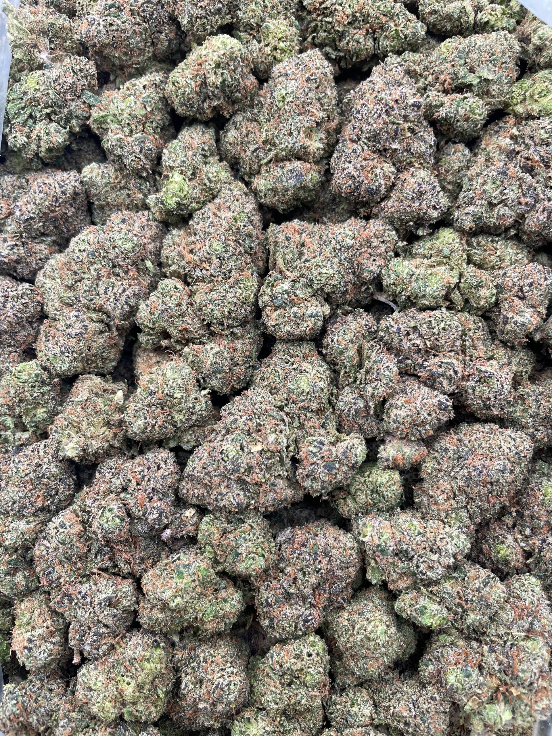 #H13B Lemon Hazard (INDOOR)