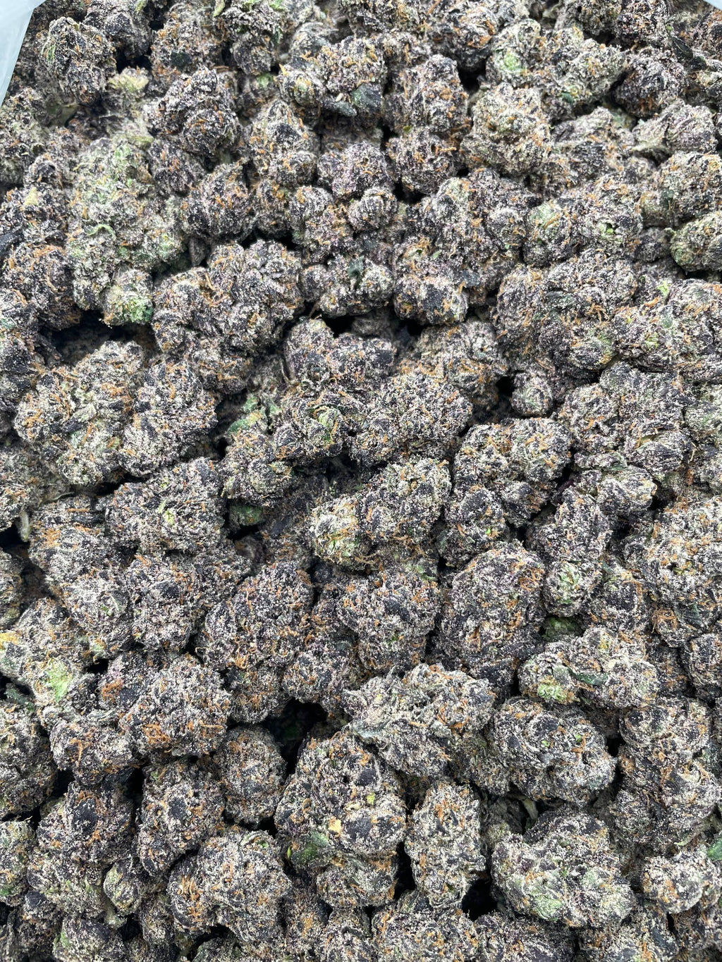 #G4C Purple Space Candy (INDOOR) (LICENSED)