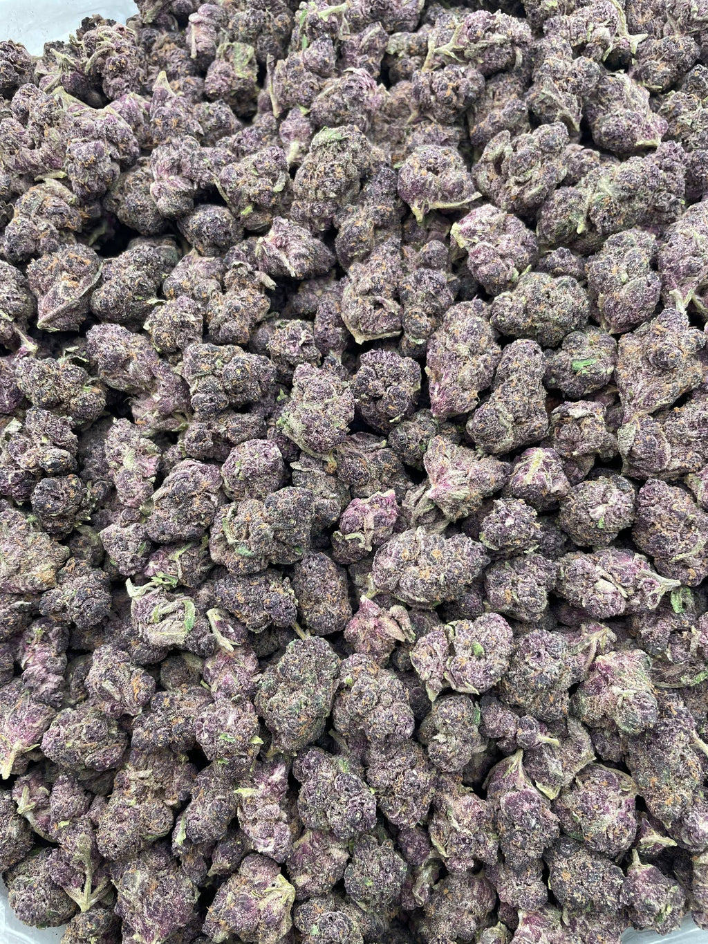 #E17B Purple Punch (MEDIUMS)
