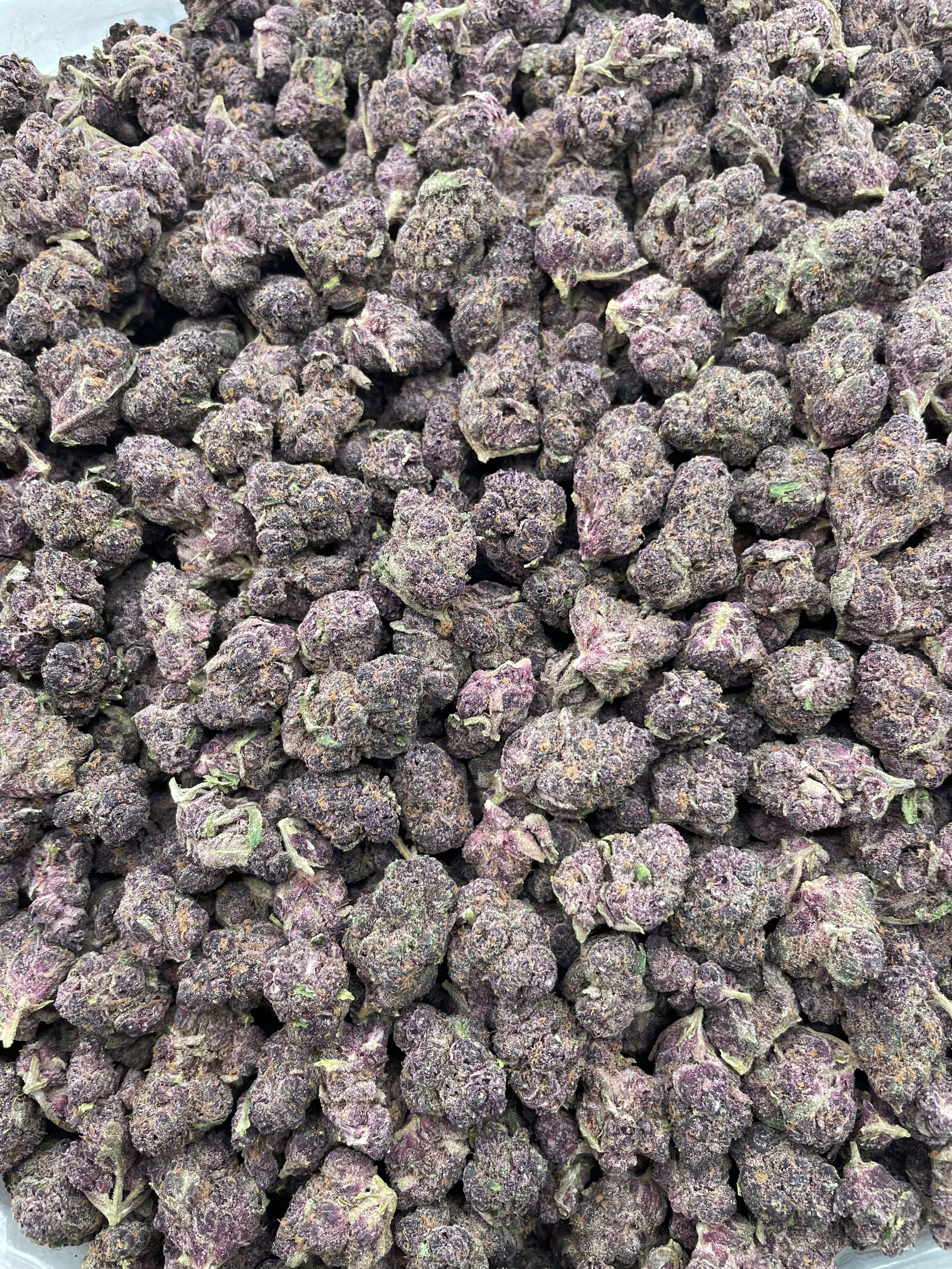 #E17B Purple Punch (MEDIUMS)