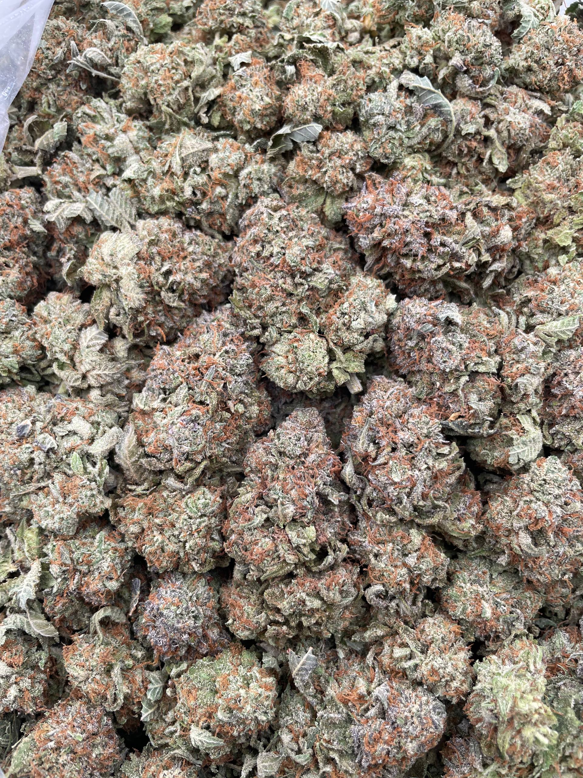 #F8B Jumbo Bubba (INDOOR)