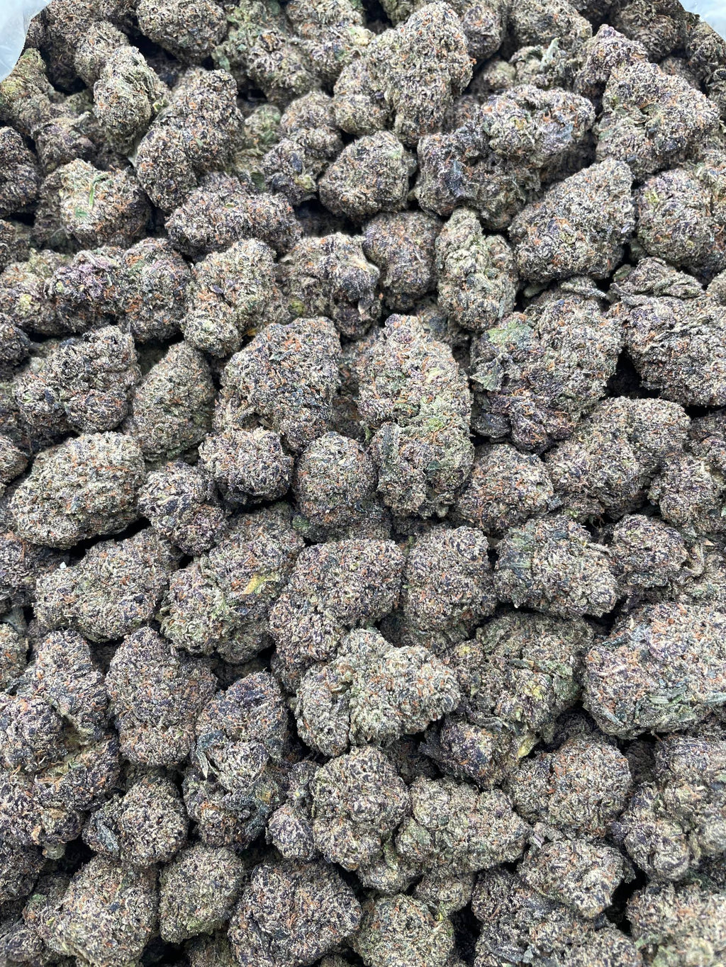 #E23B Tropic Runtzberry (INDOOR)