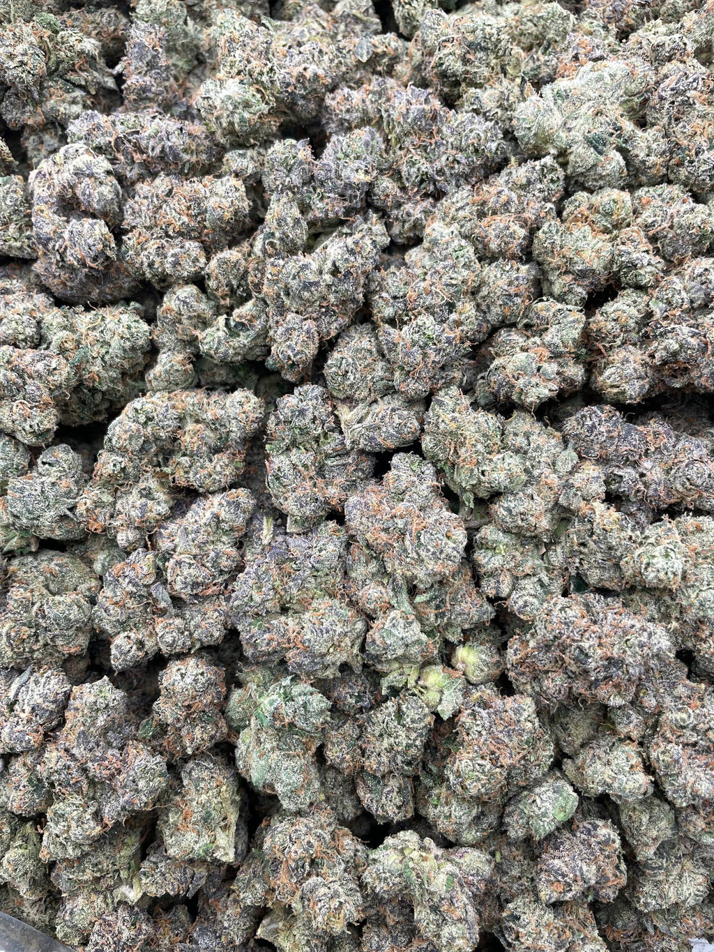 #H19C Blunt O Clock 2.0 (INDOOR) (EXOTIC)