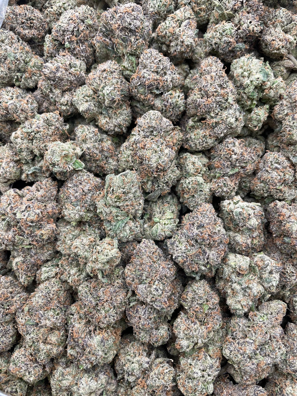 #R91Y Jaw Busters (EXOTIC) (LICENSED)