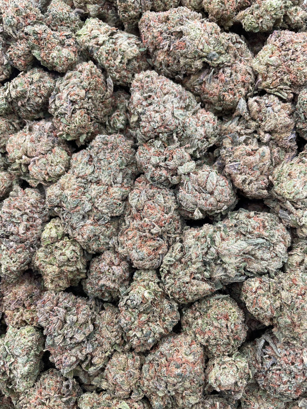 #G26A Gumbolato (MIXED LIGHT)