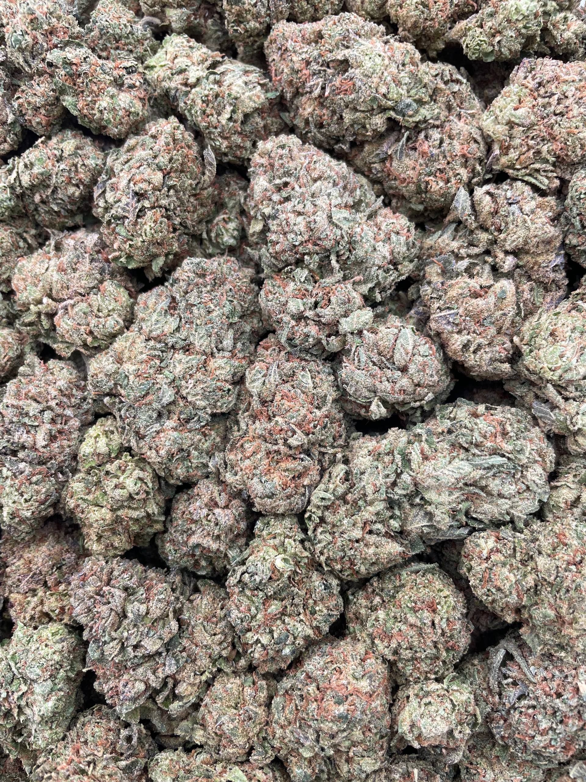 #G26A Gumbolato (MIXED LIGHT)